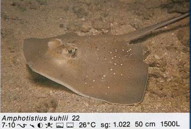 Amphotistius kuhlii